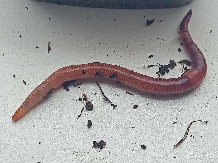 Черви дендробена