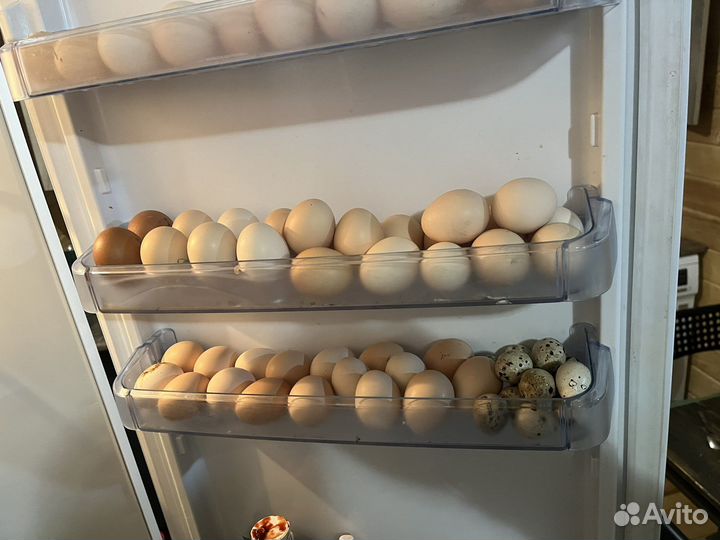 Домашние яйца
