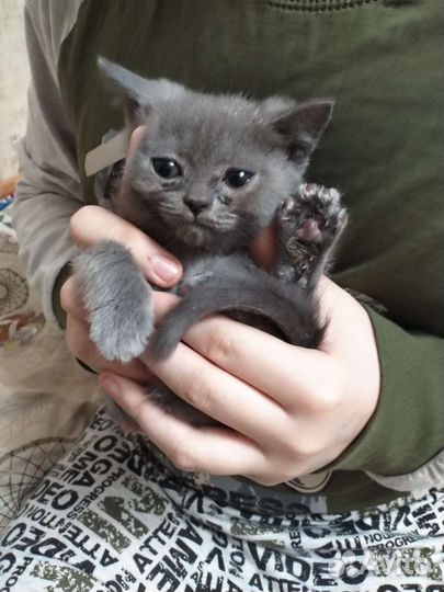 Кошки в добрые руки бесплатно