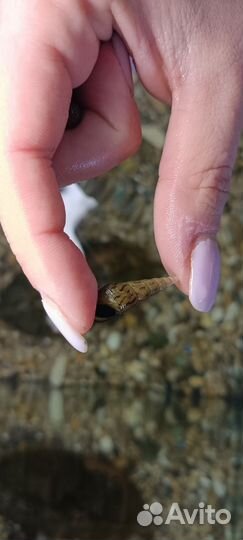 Улитки мелании