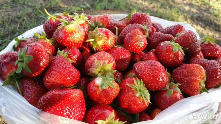 Клубника свежесорванная