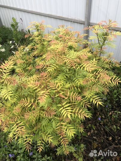 Рябинник, клематис, хосты, барвинок, лаванда