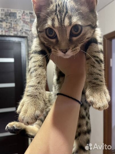 Кошка в дар бесплатно