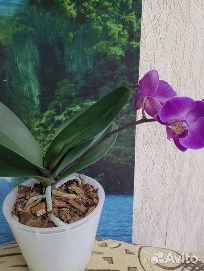 Орхидея фаленопсис