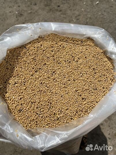 Семена горчицы