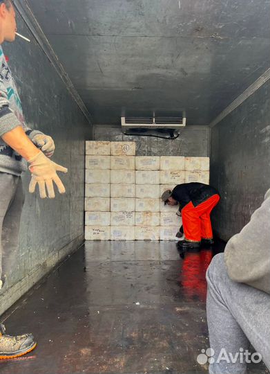 Свежая форель оптом от 20 кг из Карелии