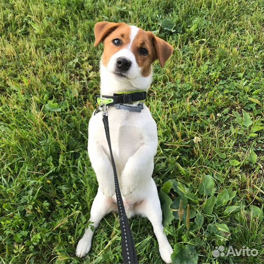 Вязка Джек Рассел терьер