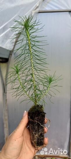 Саженцы ели европейской зкс от производителя