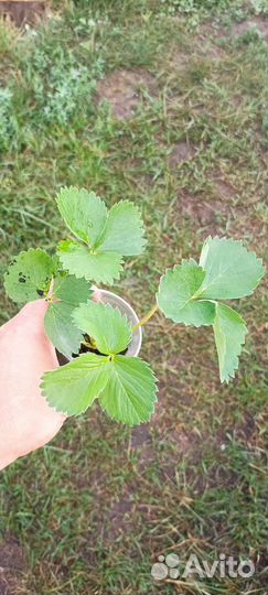 Рассада клубники Сладкая Анна