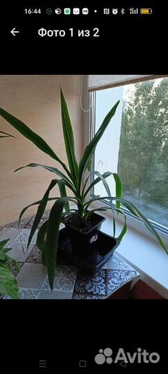 Пальма юкка