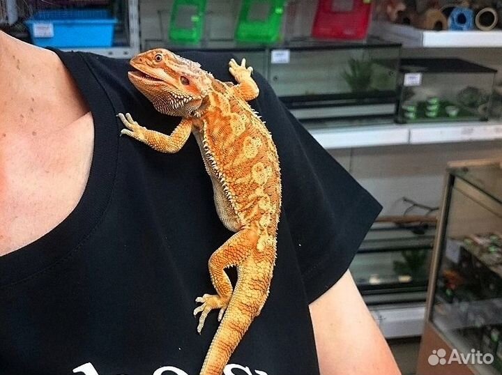 Бородатые агамы