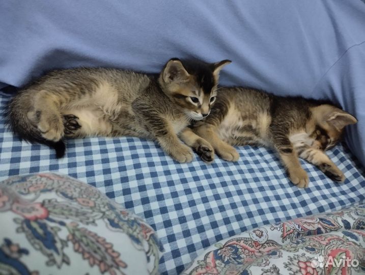 Котята метисы абиссинцы