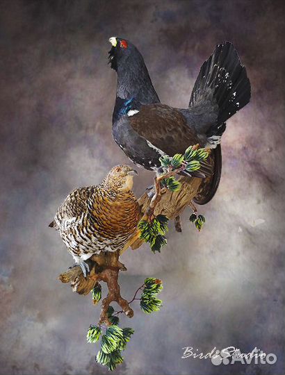 Чучело глухарь утка тетерев фазан