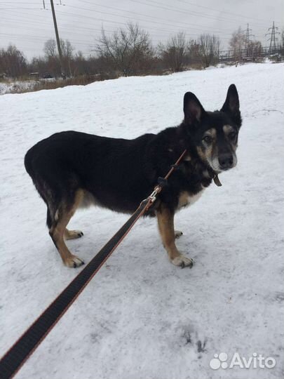 Никому ненужная собака