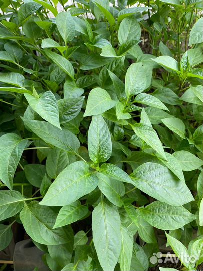 Рассада перца