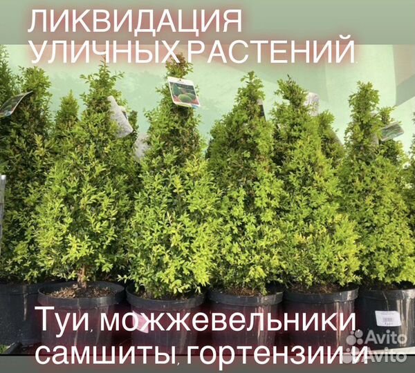 Самшит пирамидальный, шар