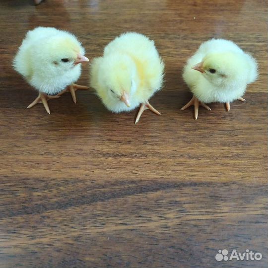 Мясо домашнего бройлера, яйца домашние