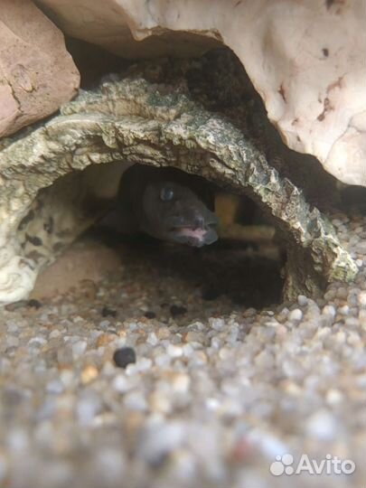 Мастоцембел Арматус 50см