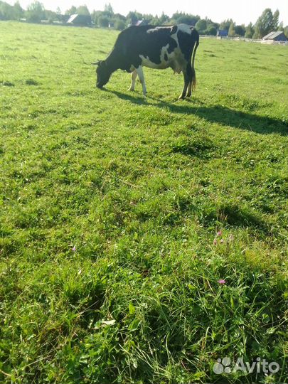 Корова стельная дойная