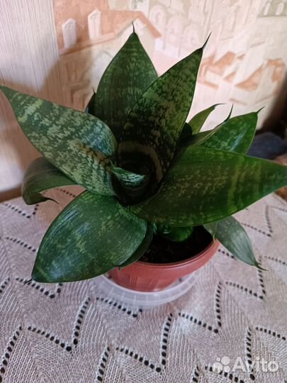 Сансевиерия Антуриум красный