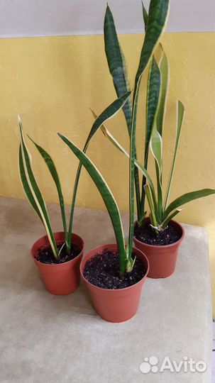 Сансивьерия