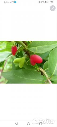 Жимолость финская 