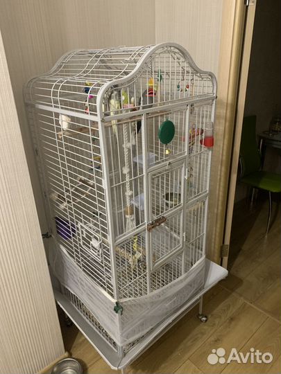 Попугай с клеткой