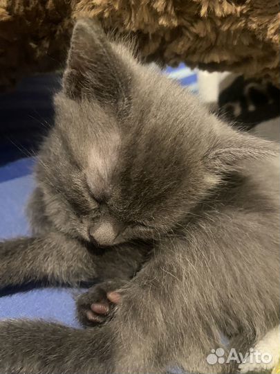 Котята