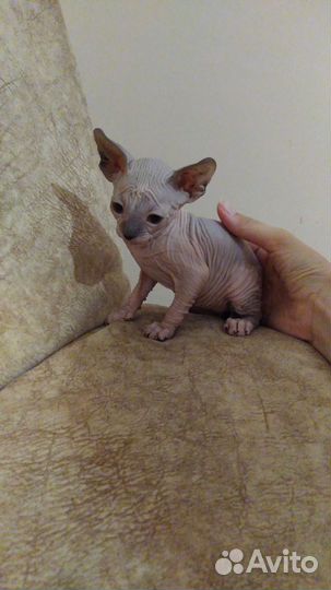 Канадский сфинкс котенок