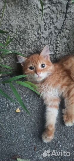 Рыжие котята в добрые руки мальчики