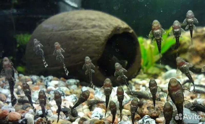 Мальки анциструса