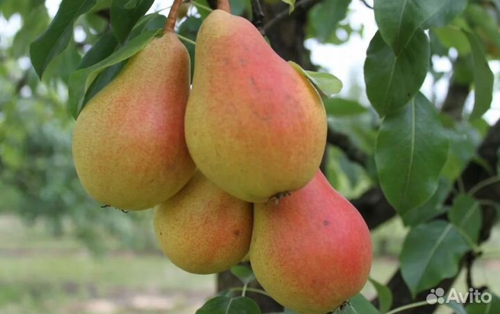 Саженцы груши и яблони