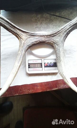 Продам рога лося на вес