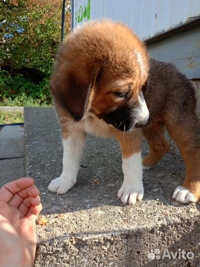 Собака 4 мес девочка супер умный друг
