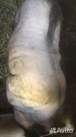 Вьетнамский вислобрюхий поросенок