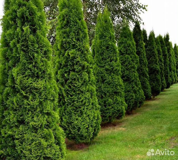 Туи с доставкой