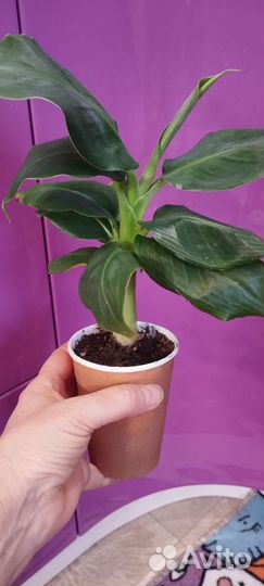 Комнатный банан