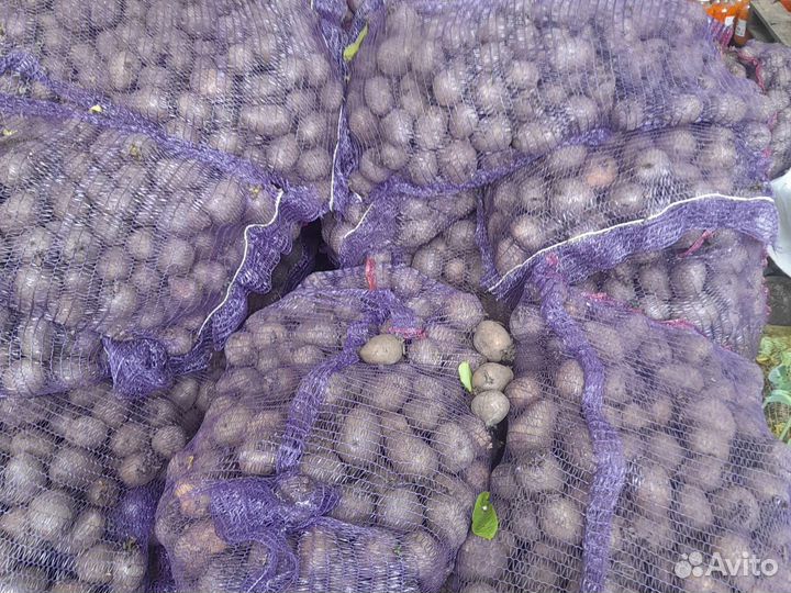 Семенной картофель и обычный