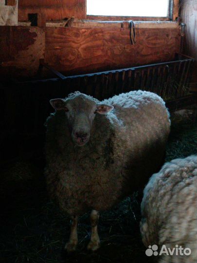 Бараны производители