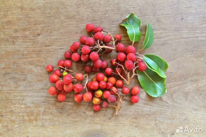 Земляничник мелкоплодный и крупноплодный, семена