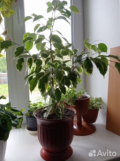 Комнатные цветы