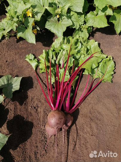 Свекла, Картофель, Чеснок, Морковь