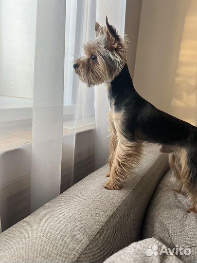 Йоркширский терьер мини вязка