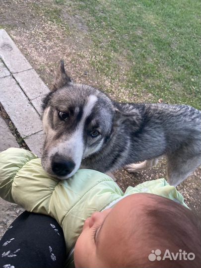Сибирский хаски