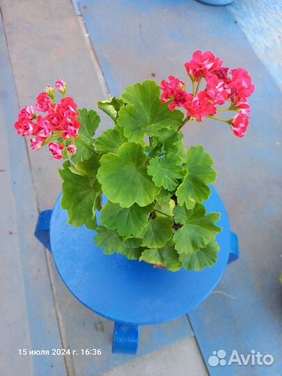 Комнатные цветы