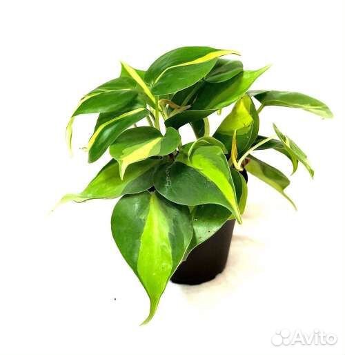 Сциндапсус, филодендрон