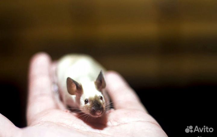 Мышь сатиновая