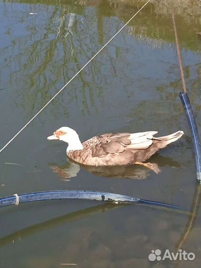 Яйцо мускусной утки,цесариное,белого Леггорна