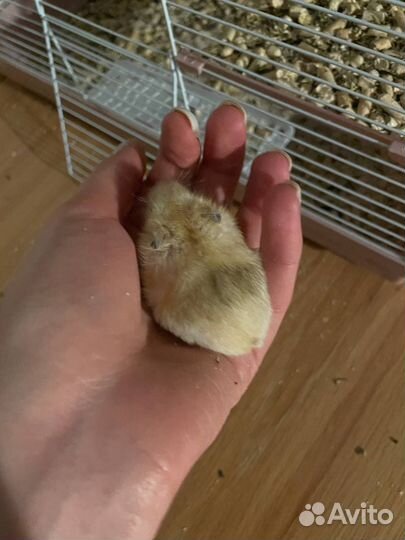 Джунгарский хомяк бесплатно