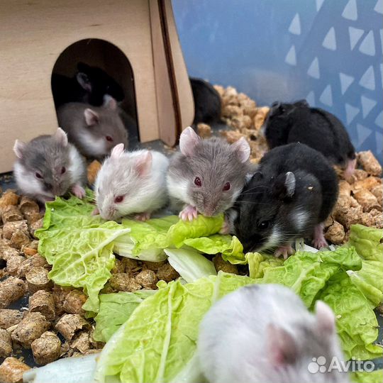 Хомяк кэмпбелла